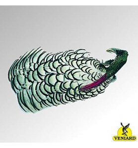 Veniard Amherst Pheasant 