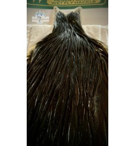 Whiting Collo di gallina