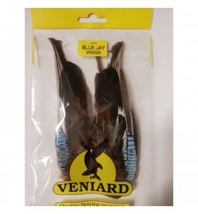 Blue Jay Wings