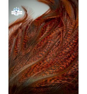 Whiting CDL Pardo Euro Nymph Tailing Pack