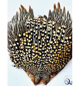 Quality Flies Jungle Cock Cape Gold