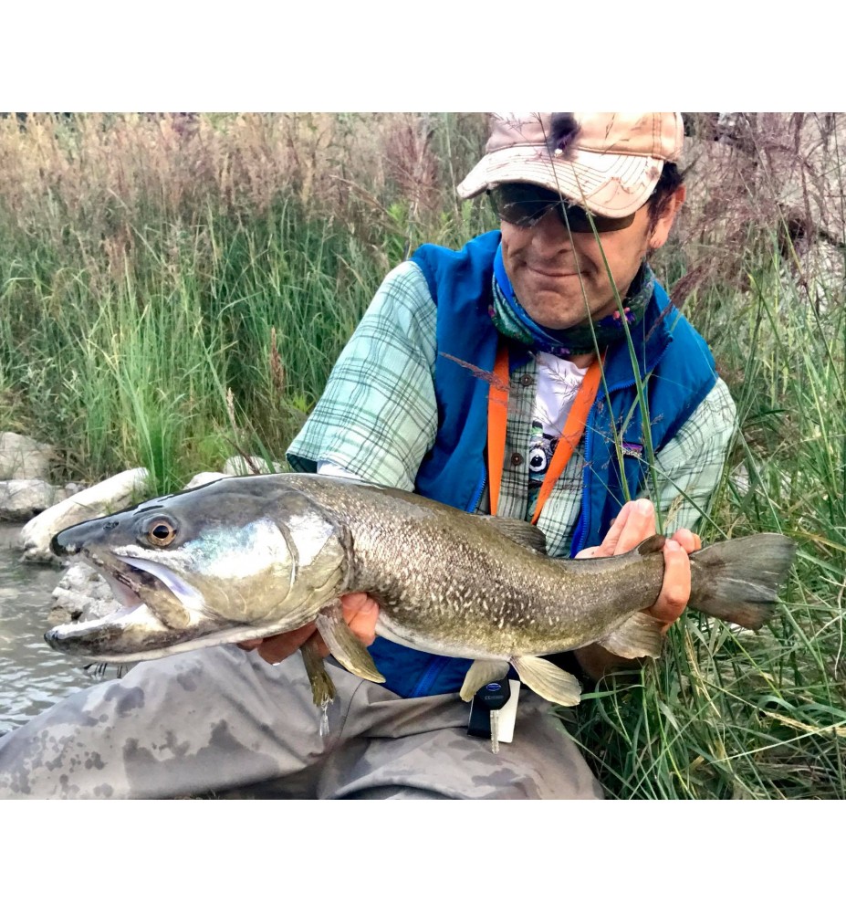 Catch the Marble Trout