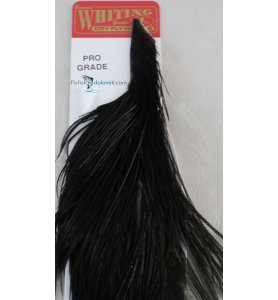 Whiting 1/2 Cape Black Whiting 1/2 Cape Black