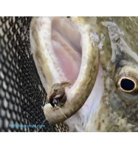 Cheburashka Tungsteno