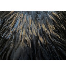 Whiting American Rooster Saddle