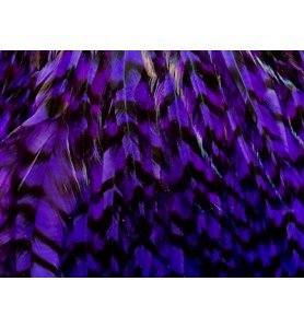 Whiting American Rooster Saddle