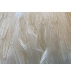 Whiting American Rooster Saddle