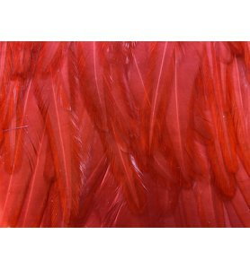 Whiting American Rooster Saddle