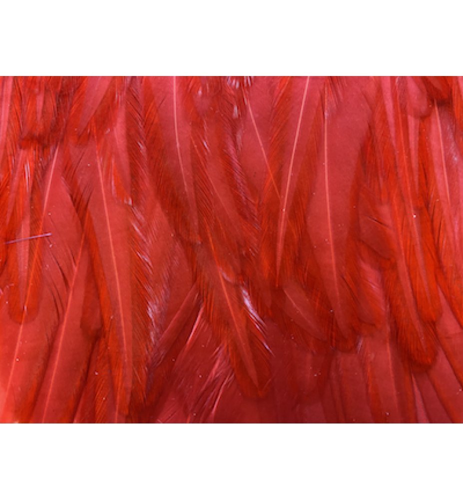 Whiting American Rooster Saddle