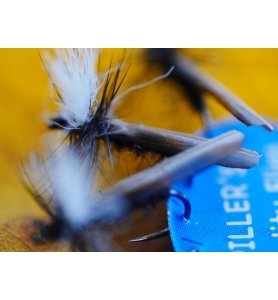 LEUCTRA FLY